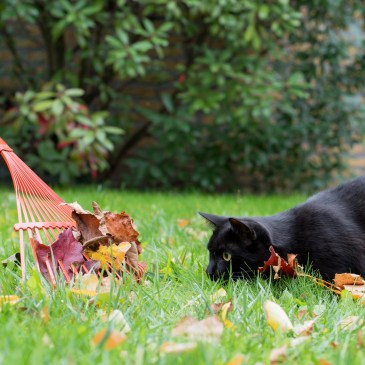 Eine schwarze Katze lauert vor einem Rechen mit Laub.