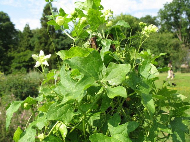 Eine Zaunrüben-Pflanze in einem Garten.