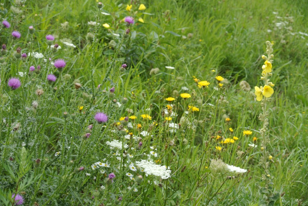 Ein Stück Wildblumenwiese mit vielen verschiedenen Blüten.