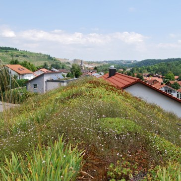 Man blickt über ein begrüntes Dach in die Umgebung.