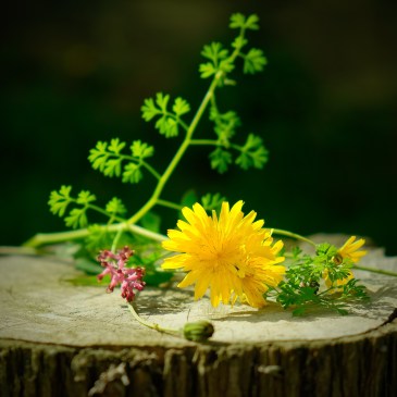 Verschiedene Wildkräuter liegen auf einem Baumstumpf.