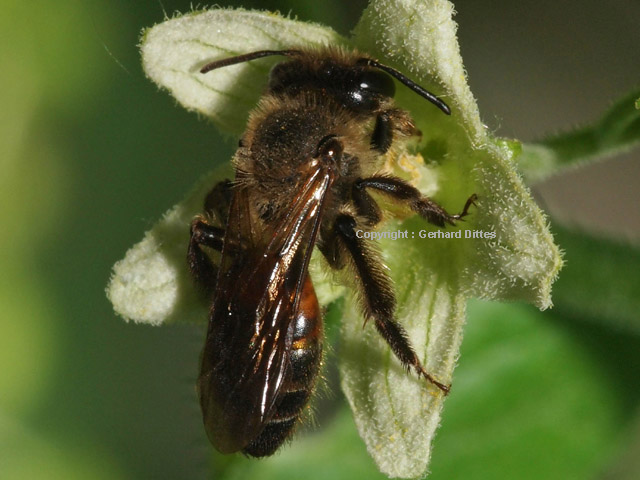 Die Zaunrüben-Sandbiene holt Nektar aus der Blüte der Zaunrübe.