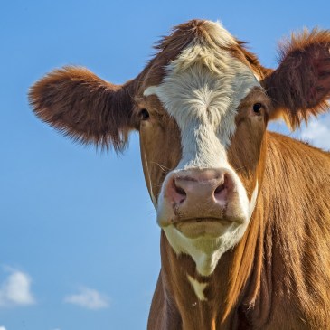 Ein Kuh steht vor einem blauen Himmel und schaut in die Kamera.