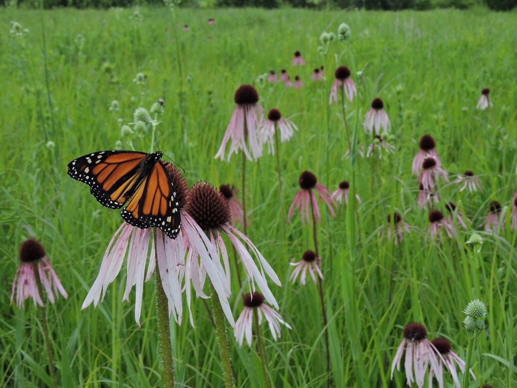 Ein Schmetterling sitzt auf einer Echinacea Blüte in einer Präriewiese