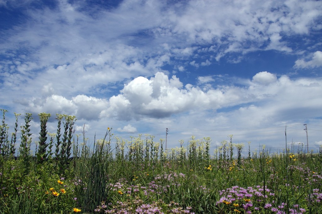 Typische Präriewiese mit blauem Himmel und Wolken darüber.
