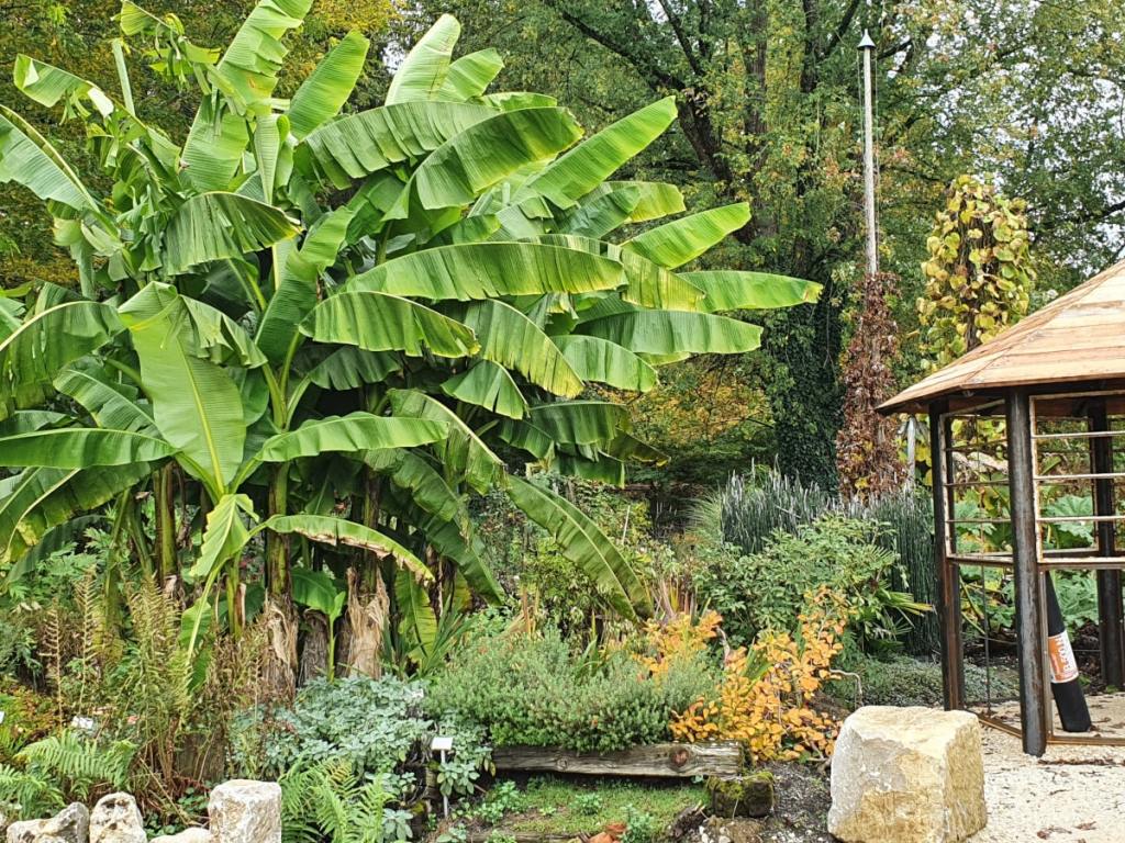 Große Bananenstauden und eine afrikansich anmutende Hütte stehen inmitten von Stauden.