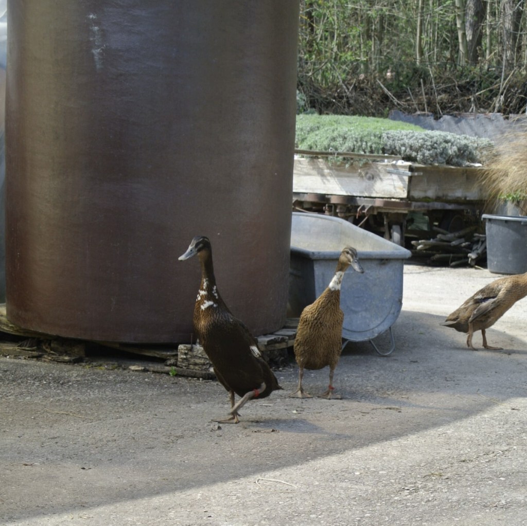Ein Gruppe von Laufenten unterwegs auf dem Gärtnereigelände