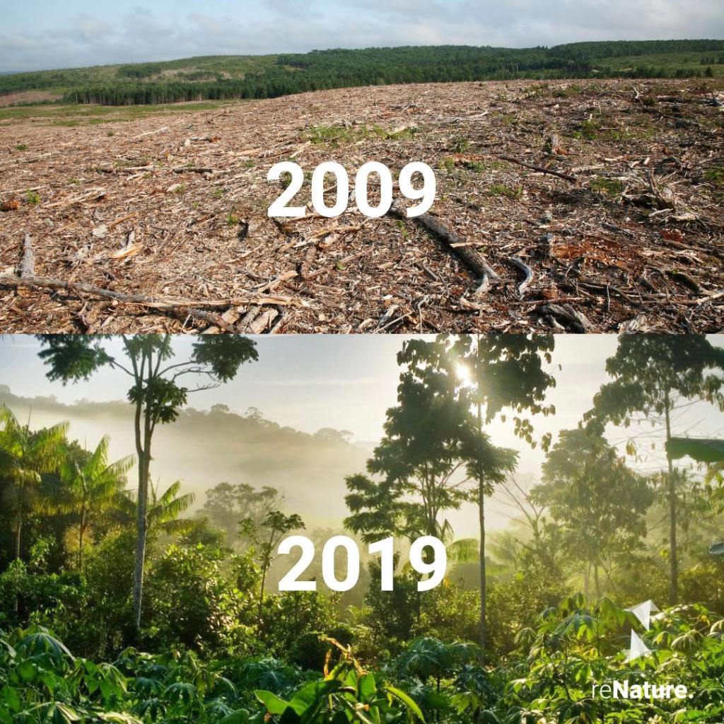 Vorher nacher Bilder der Farm von Ernst Gösch. Bild eins zeige trockene Ödnis, Bild zwei einen üppigen Urwald