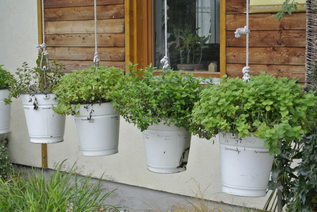 Metalleimer wurden an Schnüren vor einer Gartenhütte aufghängt. Darin wachsen Kräuter auf Augenhöhe.