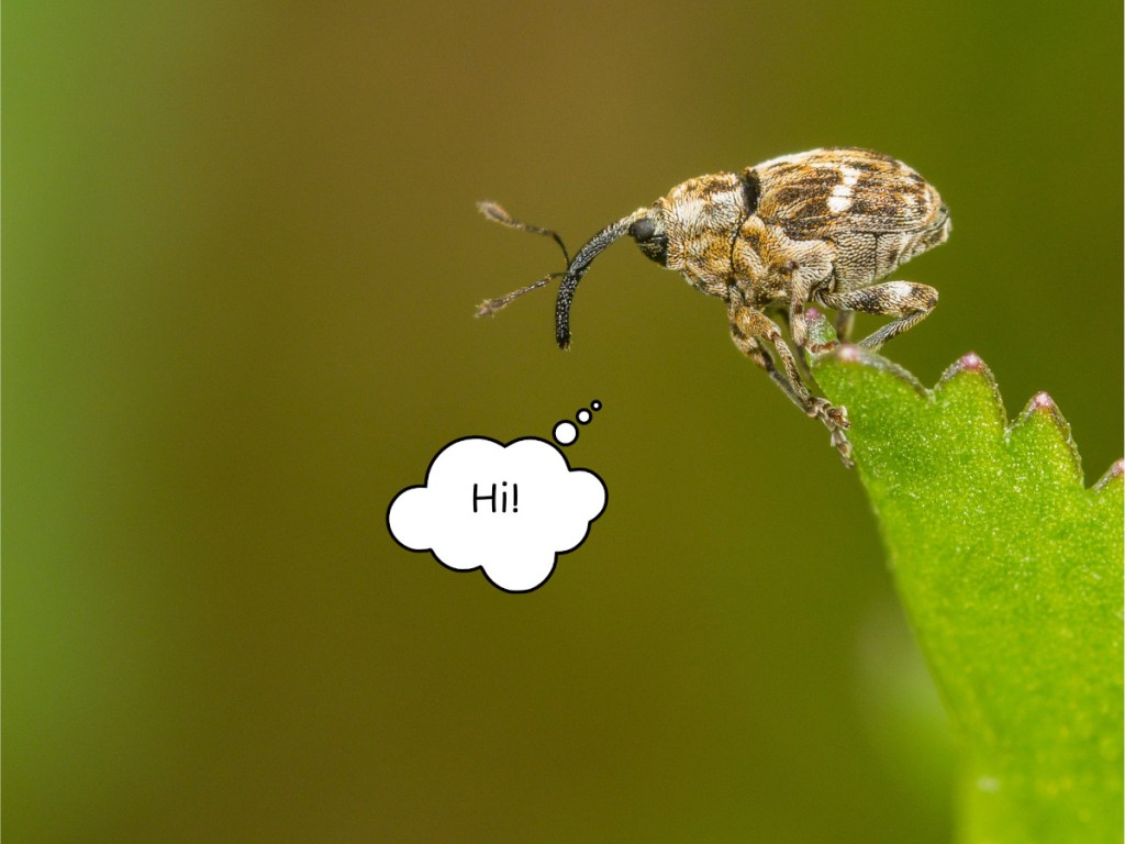 Mirko sitzt auf einem Margeritenblatt und sagt: "Hi!"