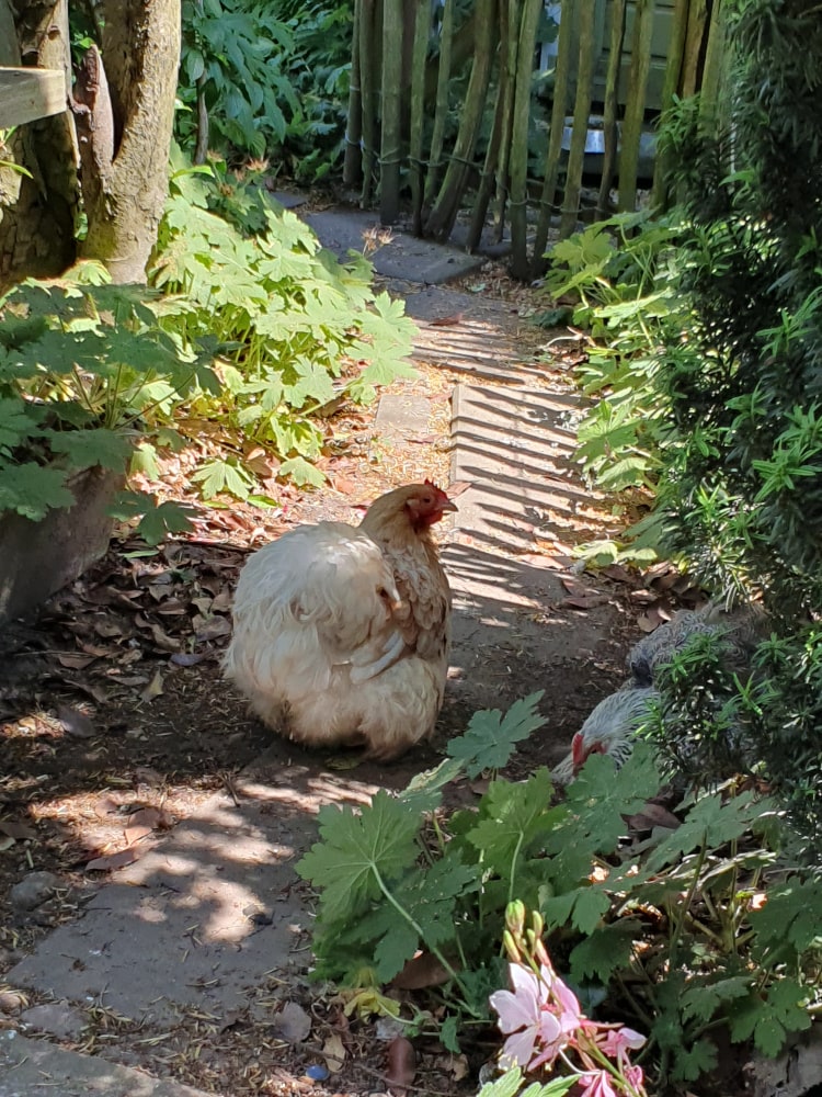 Ein Huhn steht auf einem Stück Weg und schaut in die Kamera. 
