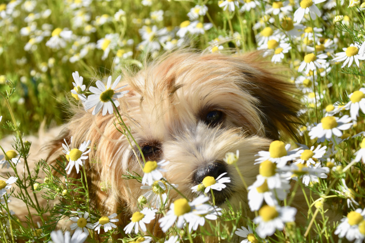 Ein kleiner brauner Hund liegt in einer Blumenwiese.