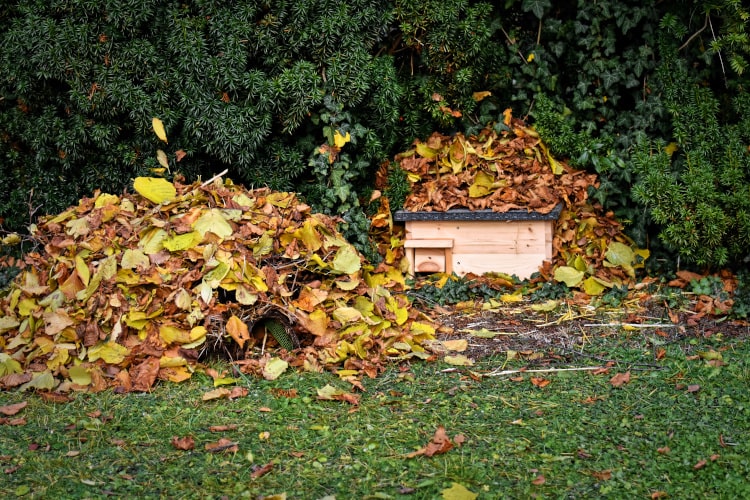 Zwei Laubhaufen vor grünen Sträuchern. In einem Haufen steht eine Igelhütte.