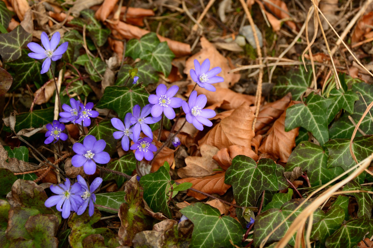 Kleine Blumen schieben sich durch braunes Laub.