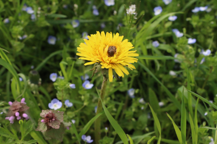 Die Blüte einer Löwenzahnpflanze auf einer Wiese.