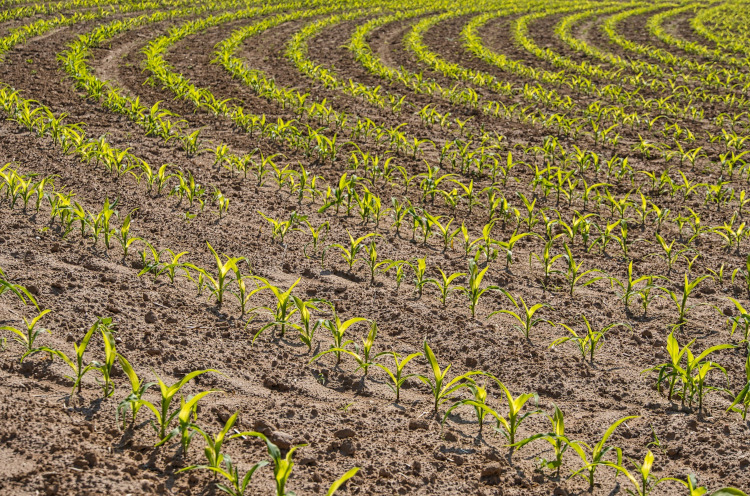 Ein Feld mit jungen Maispflanzen in exakten Reihen.