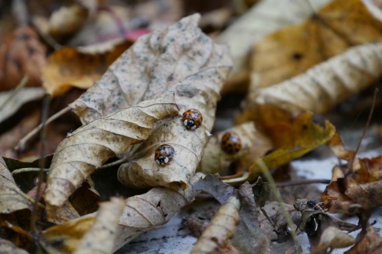 Käfer grabbeln über Herbstlaub auf dem Boden.