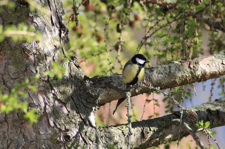 Eine Kohlmeise sitzt in einem Baum.