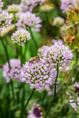 Blütenwiese mit Bienen