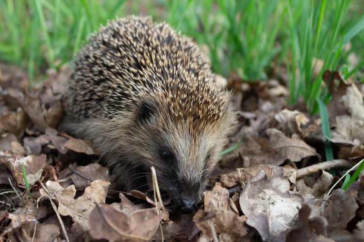 Ein Igel in braunem Laub.