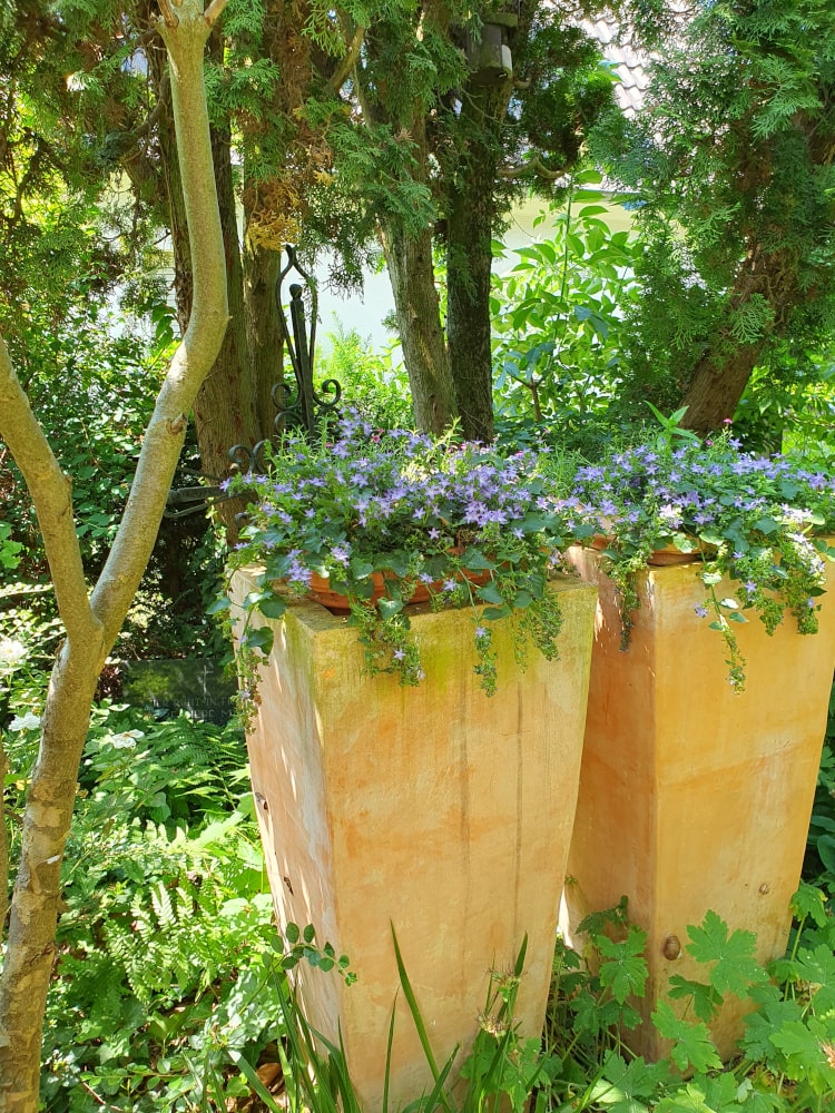 Zwei große Terracotta - Pflanzkübel bepflanzt mit Rosmarin 