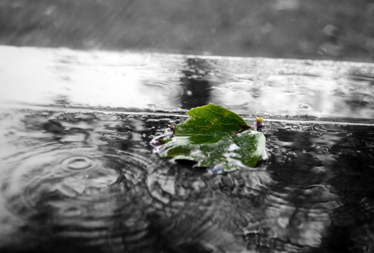 Ein Blatt schwimmt auf Wasser.