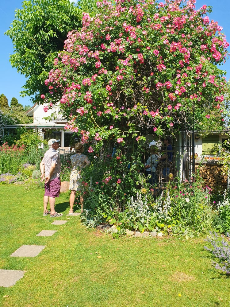 Menschen stehen unter einem großen Rosenstrauch. Davor ist ein Stück Rasen.