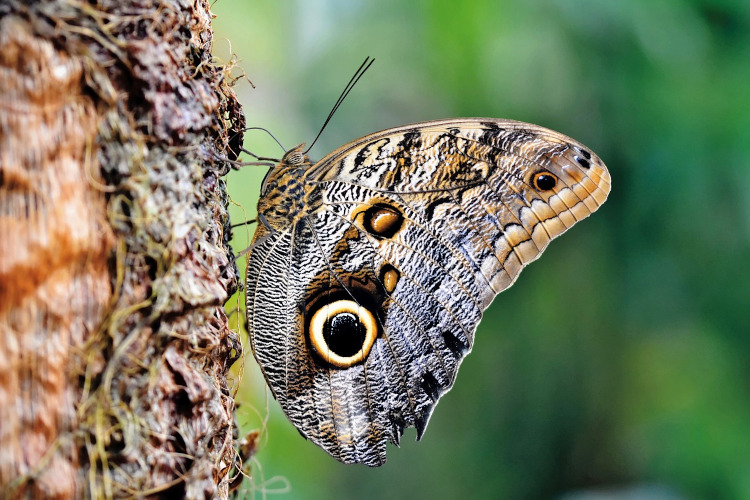 Schmetterling an einer Baumrinde