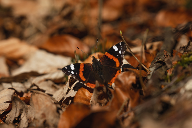 Ein Schmetterling sitzt auf Laub.
