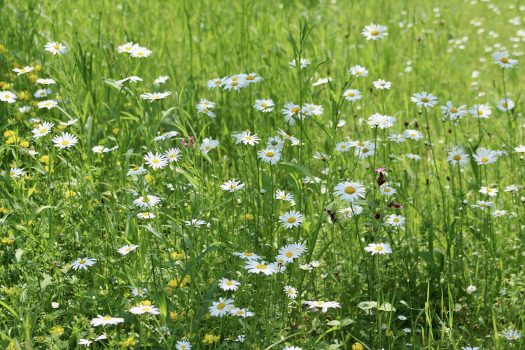 Wiese mit vielen Blumen.