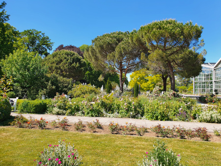 Blick über Pinien zu den Gewächshäusern