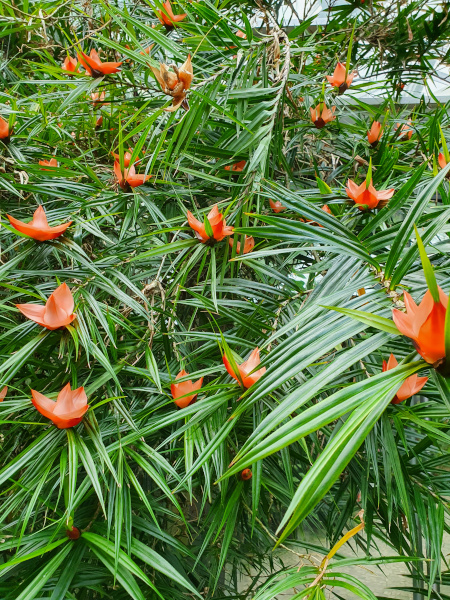 Exotische Pflanze mit orangenen Blüten