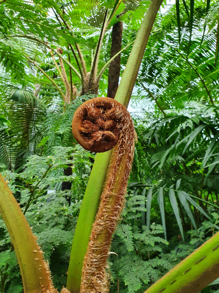 Ein Farnblatt kurz vor der Entfaltung