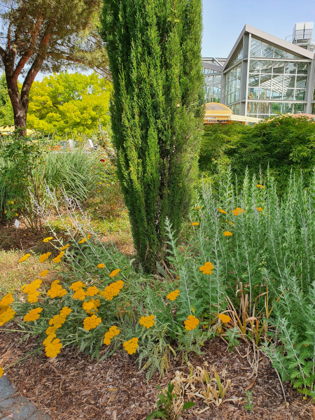 Ein Beet mit gelben Blüten und einer grünen Säule