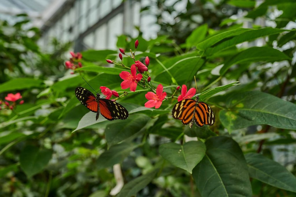 Zwei Schmetterlinge an Blüten