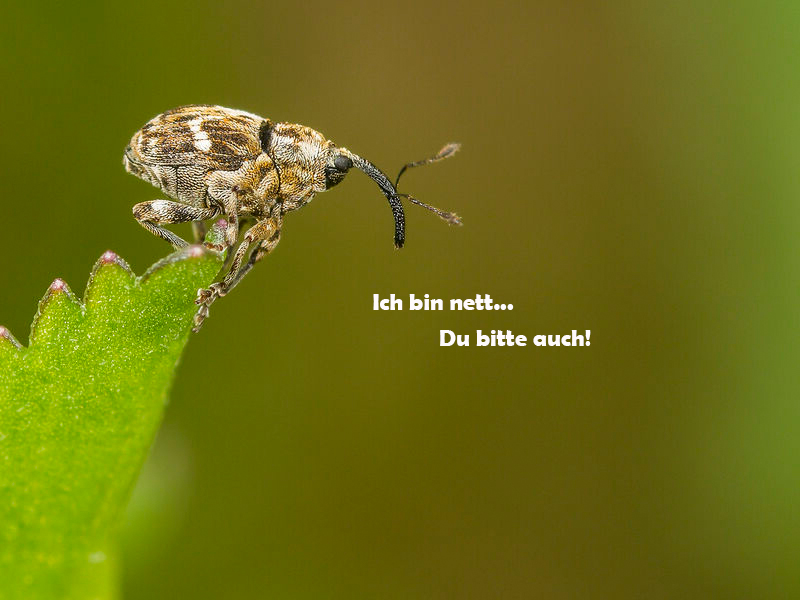 Mirko sitzt auf einem Blatt. Darunter steht: " ich bin nett ,,, Du bitte auch!"