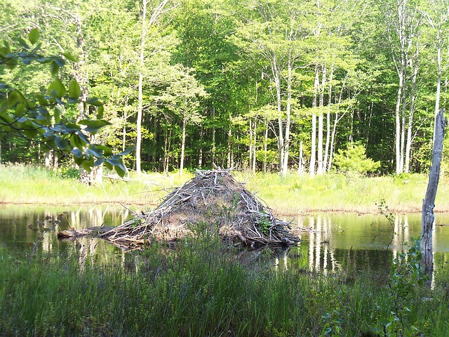 Eine Biberburg inmitten eines Gewässers,