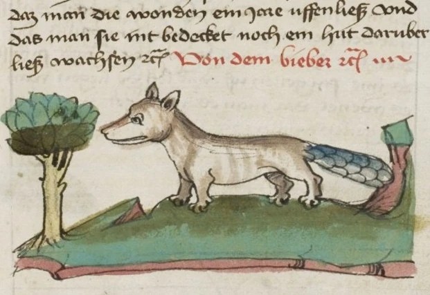 Eine mittelalterlische Zeichnung zeigt einen Biber.