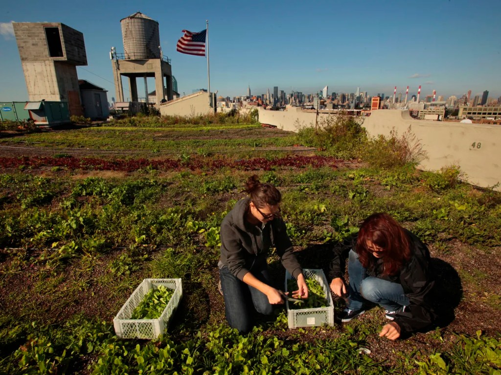 Ein großes Gemüsefeld auf einem Flachdach. Im Hintergrund ist ein für Amerika typischer Wasserspeicher und die amerikanische Flagge zu sehen.
