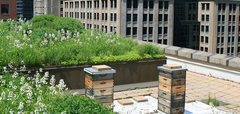 Auf einem Dach stehen Bienenkörbe, im Hintergrund sind große Hochbeet erkennbar.