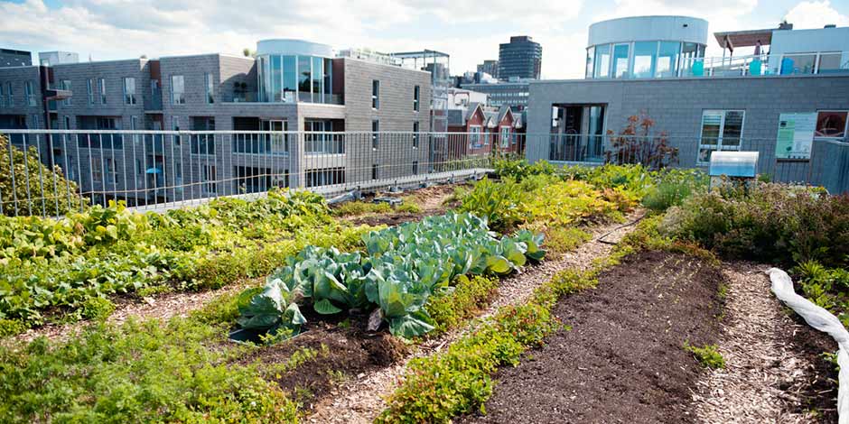 Extensive Bepflanzung mit Gemüse