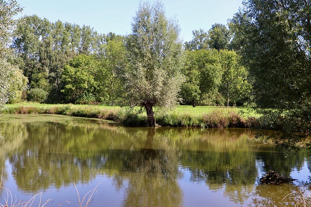 Auenlandschaft mit Bäumen Wasser und üppiger Vegetation.
