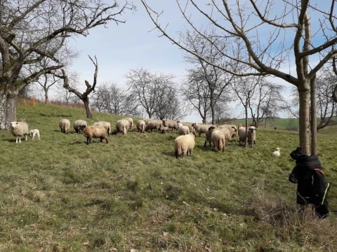 Schafe auf einer Obstbaumwiese