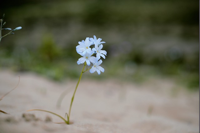 Eine Blüte inmitten von Sand