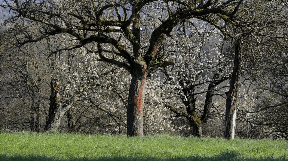 Viele alte Obtsbäume auf einer Wiese